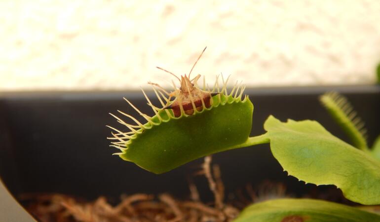 Cele mai interesante plante din lume. Venus flytrap, planta carnivoră din desenele animate