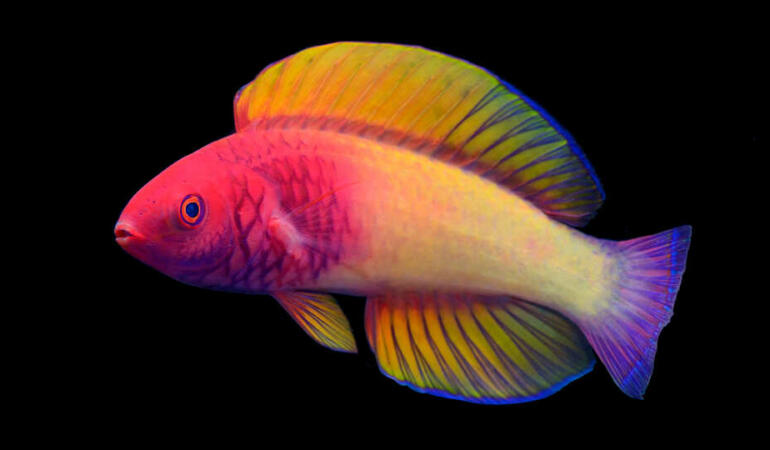 Specie nouă de pește găsită în Maldive. Deja e în pericol