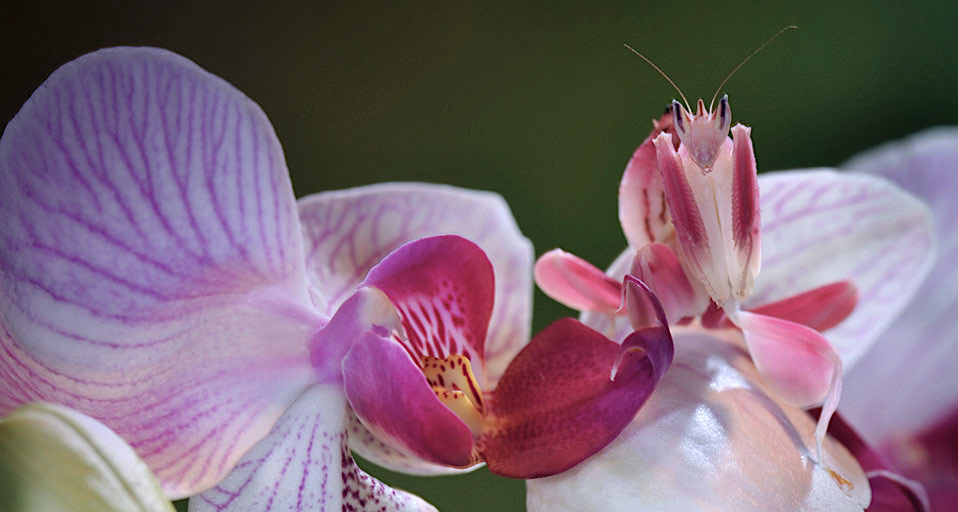 călugărița orhidee