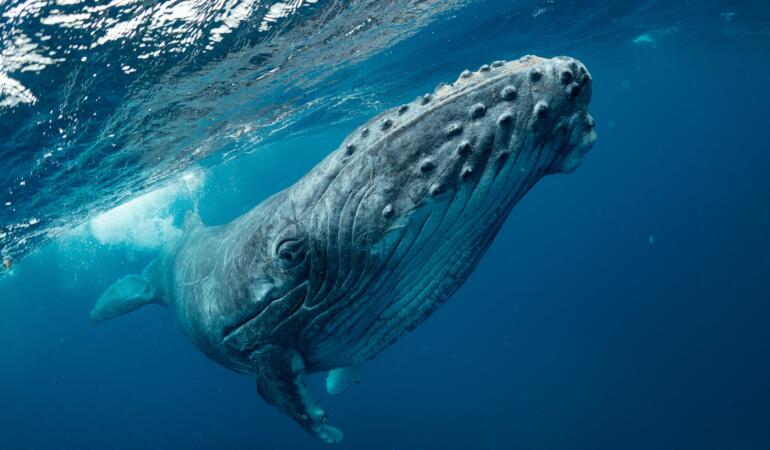 Cele mai neobișnuite animale care trăiesc pe Pământ. Balena cu cocoașă, marele cântăreț al oceanelor