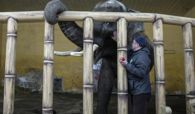 Războiul din Ucraina face victime printre animale. Cele de la Grădina Zoologică Kiev se confrunta cu mari probleme