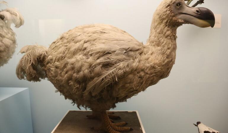 Pasărea dodo