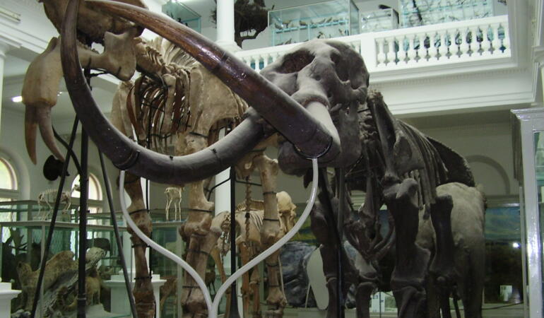 COMORILE MUZEELOR. Deinotherium gigantissimum, scheletul de mamut de la Muzeul „Antipa”