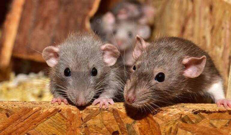 Ziua mondială a șobolanilor