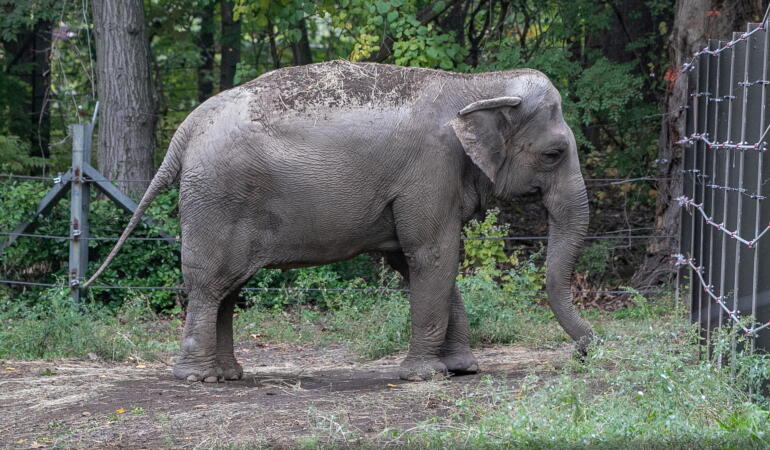 O organizație americană vrea să-i ofere unui elefant statutul de „persoană”