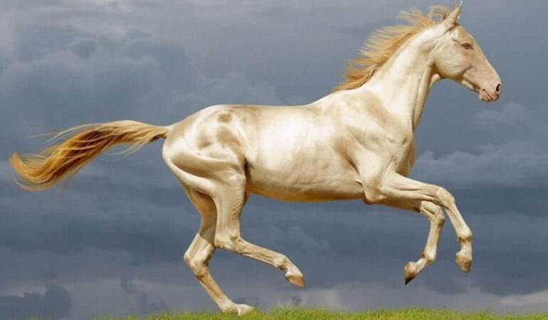 Cele mai neobișnuite animale care trăiesc pe Pământ. „Calul de aur” care arată de-a dreptul ireal