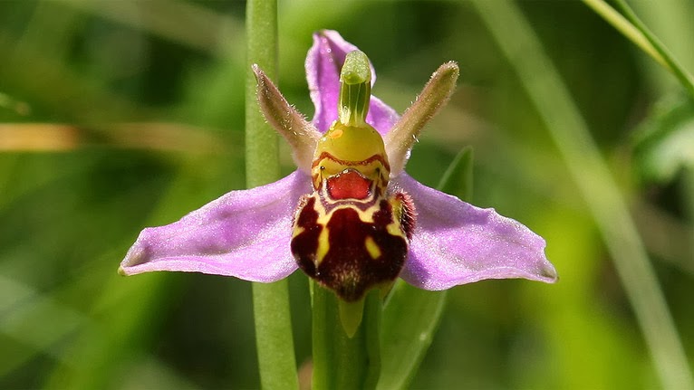 orhideea albină