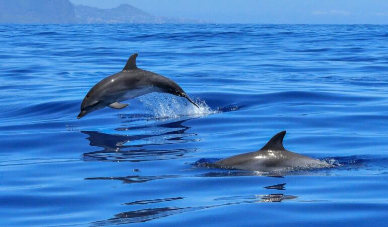 Nouă specie de delfin descoperită în Elveția. Cum este posibil acest lucru