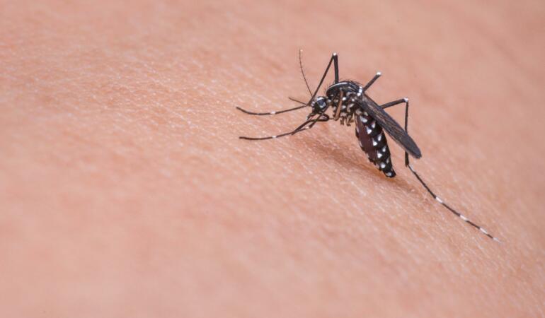 Ce-i atrage pe țânțari