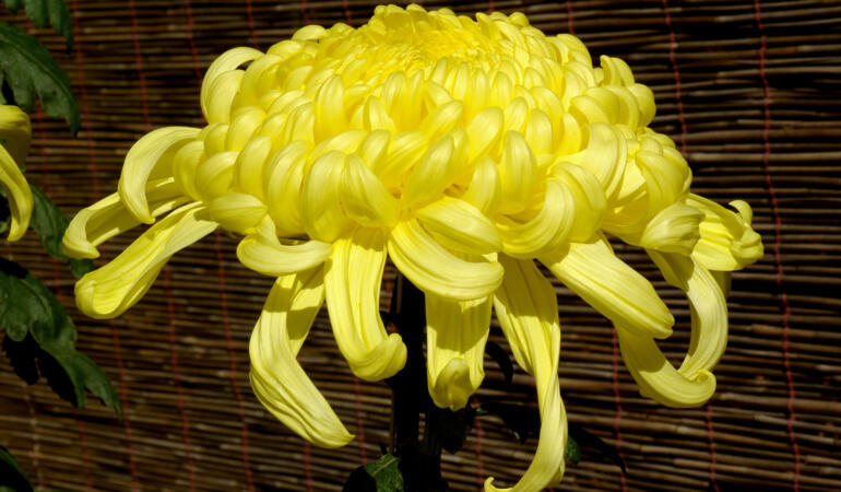 Cele mai interesante plante din lume. Crizantema păianjen, planta minune din China