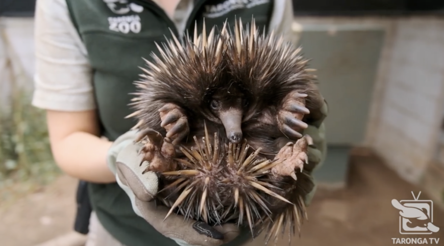 Echidna