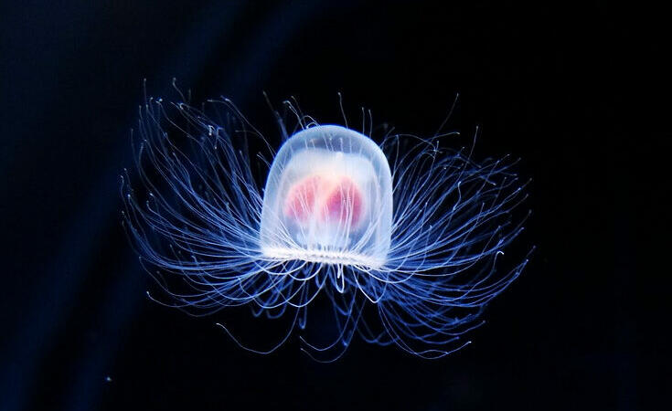Cele mai neobișnuite animale care trăiesc pe Pământ. Turritopsis dohrnii, meduza nemuritoare