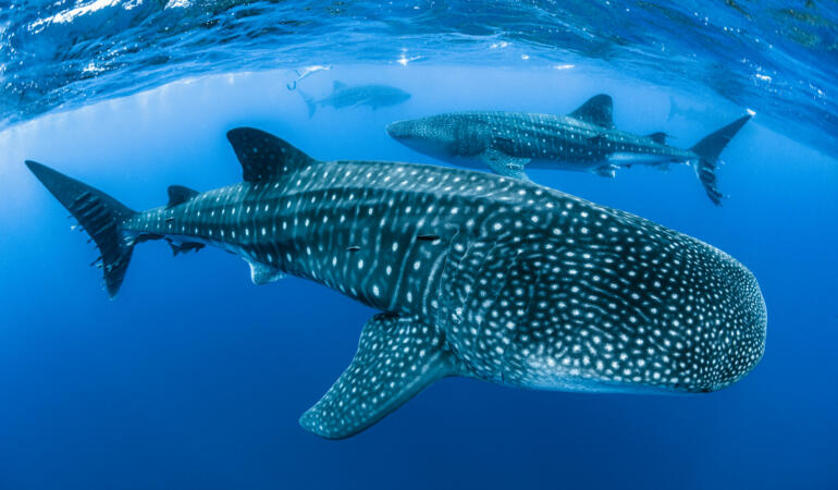Cele mai neobișnuite animale care trăiesc pe Pământ. Rechinul balenă, cel mai mare pește de pe glob