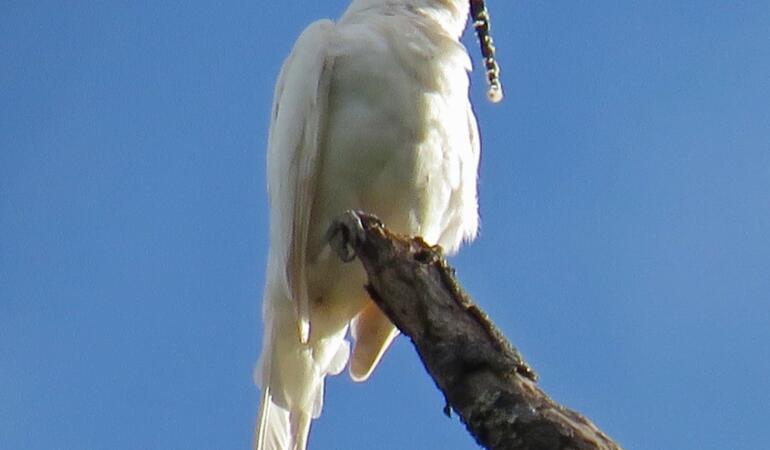 Pasărea-clopot albă