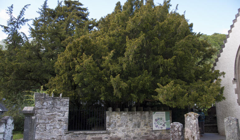 Cele mai interesante plante din lume. Tisa Fortingall, bătrânul copac britanic care și-a schimbat genul