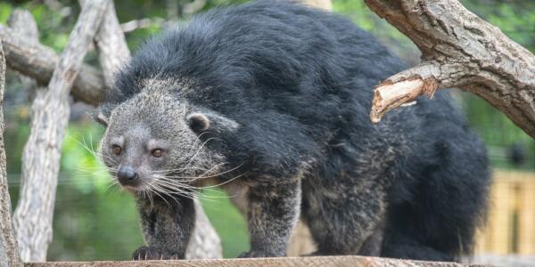 Binturong