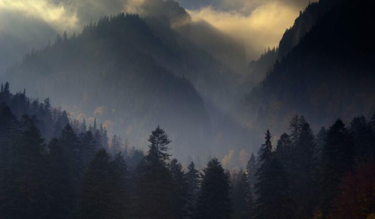 Pădurile României sunt în pericol. WWF lansează un apel pentru salvarea lor