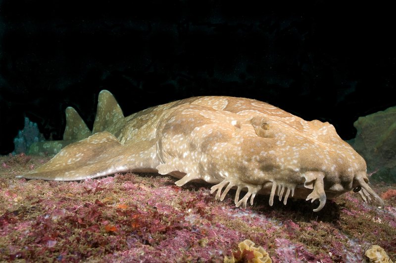 Cele mai neobișnuite animale care trăiesc pe Pământ. Wobbegong, rechinul covor