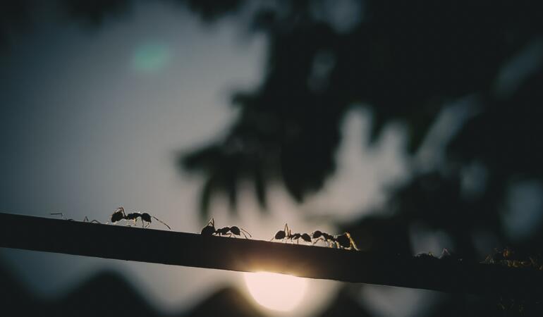 „Orașul subteran al furnicilor și termitelor”, lecție de educație muzeală dedicată elevilor