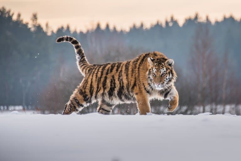 Tigrul de amur