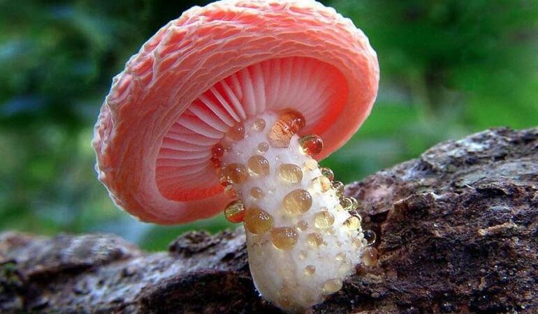 Cele mai interesante plante din lume. Ciuperca de piersică încrețită – Rhodotus palmatus