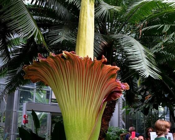Cele mai interesante plante din lume. Amorphophallus titanum sau floarea-cadavru