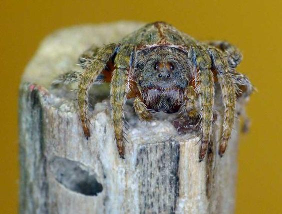Cele mai neobișnuite animale care trăiesc pe Pământ. Păianjenul care devine invizibil pe crengile copacilor