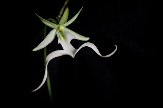 Cele mai interesante plante din lume.  „Orhideea fantomă”, pe cale de dispariție