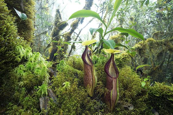 Cele mai interesante plante din lume. Nepenthes, planta carnivoră în formă de ulcior