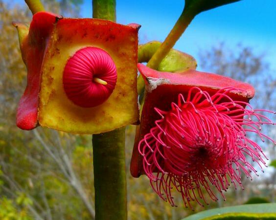 Cele mai interesante plante din lume. Eucaliptul tetraptera, planta cu fructe pătrățoase