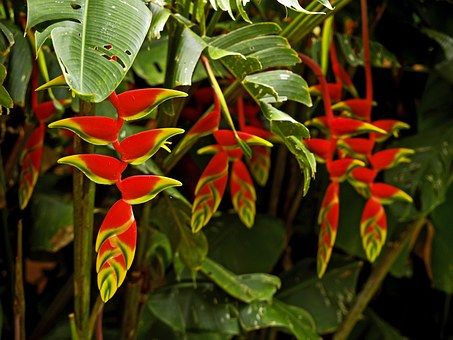 Cele mai interesante plante din lume. Heliconia rostrata, planta tropicală cu numeroase beneficii pentru sănătate