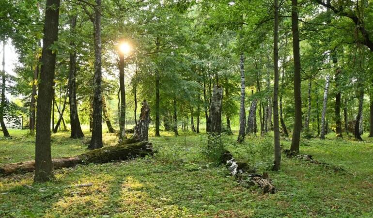 Locuri de poveste din România. Pădurea de Argint și Codrii de Aramă