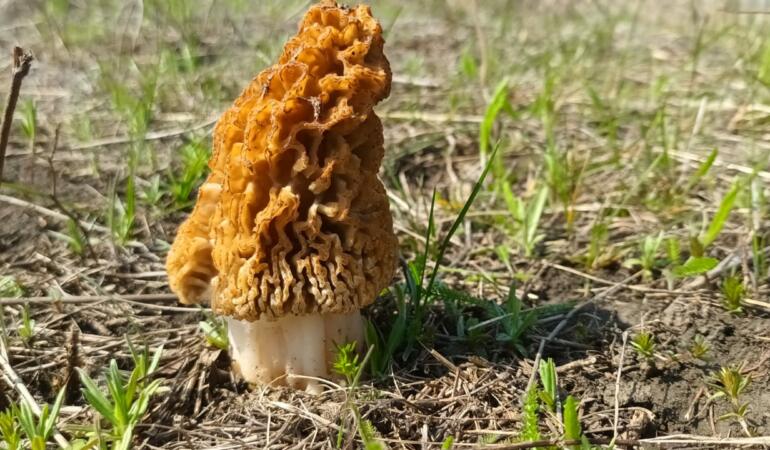 Specie rară de ciupercă, descoperită la Botoșani. Este comestibilă