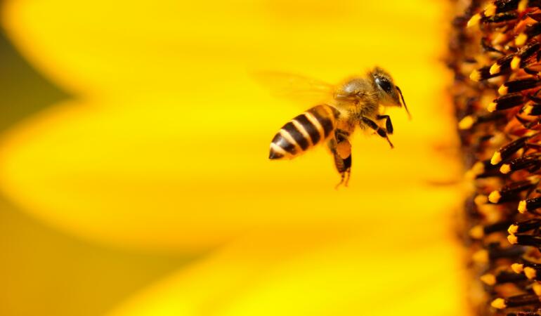 „To Be or Not To Bee”, petiția pentru salvarea albinelor. Unde poate fi semnată