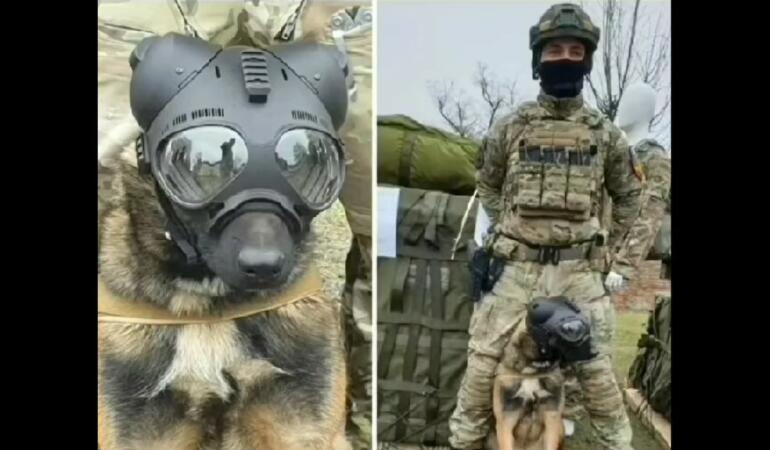 Ares, câinele parașutist: o poveste adevărată