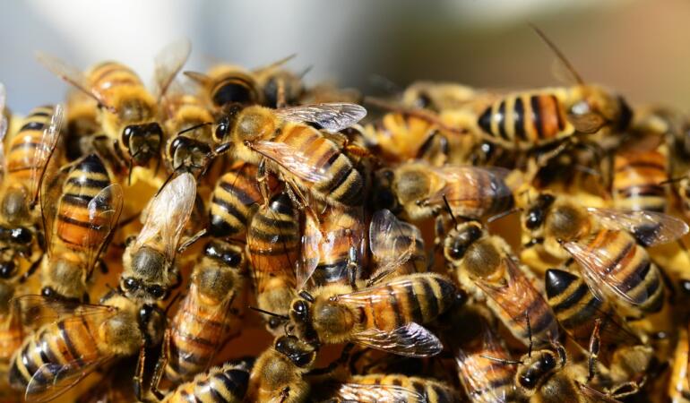 Albinele se trezesc mai devreme. Cum ne afectează pe noi asta și care este cauza