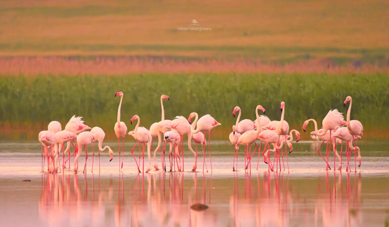 Apariție neobișnuită a păsărilor flamingo în România. Senzația roz din Dobrogea