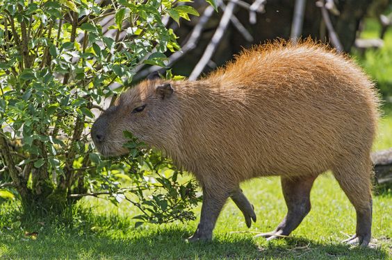 Adopție neobișnuită pentru o familie de capibara. Turiștii grădinii zoologice sunt uimiți