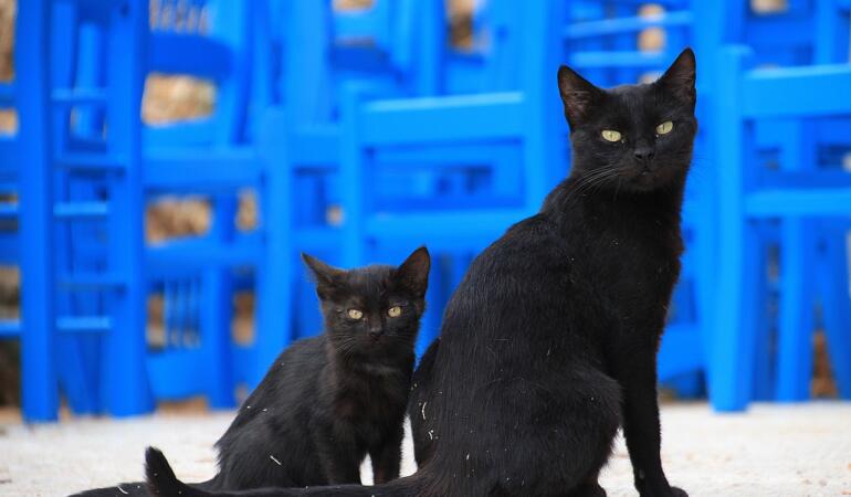 Astăzi sărbătorim pisicile negre. Cum au devenit ele „ghinioniste”