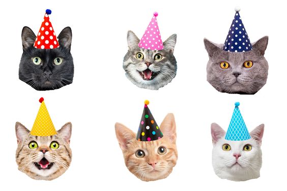 Ziua internațională a pisicii. Astăzi sărbătorim prietenii cu șapte vieți