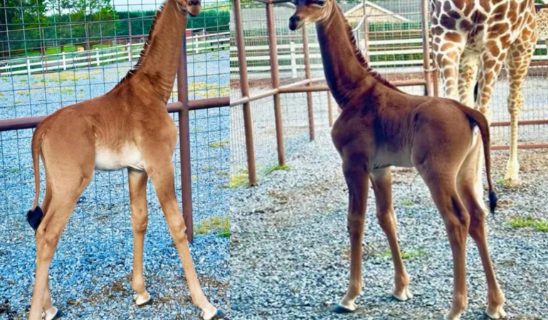 Povestea puiului de girafă care s-a născut fără pete. Nu s-a mai întâmplat niciodată până acum