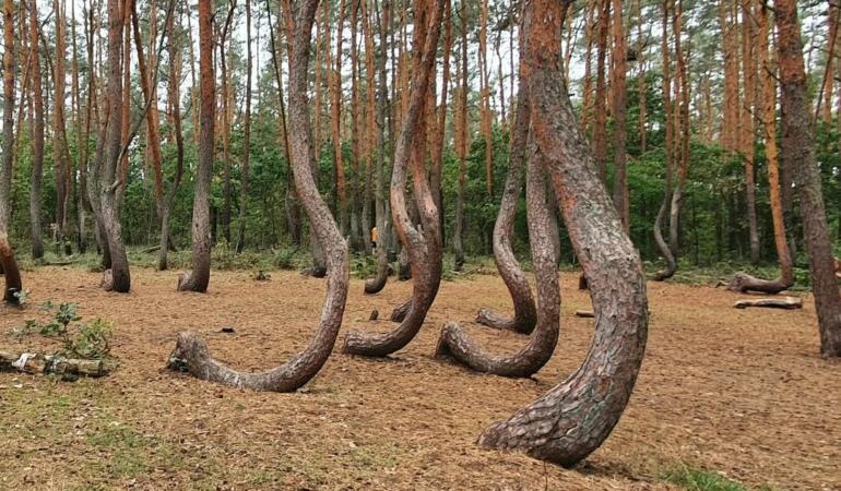 MISTERELE LUMII, ISTORII NEELUCIDATE. Pădurea strâmbă a Poloniei