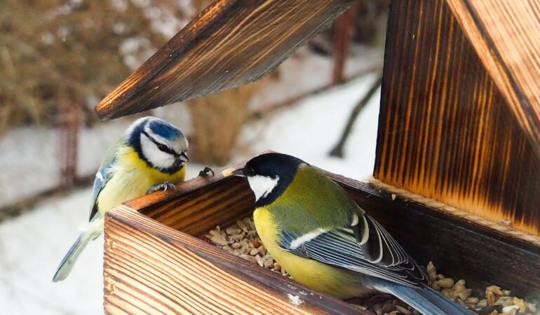Iarna, anotimpul în care păsările au nevoie de noi. Cum le putem ajuta