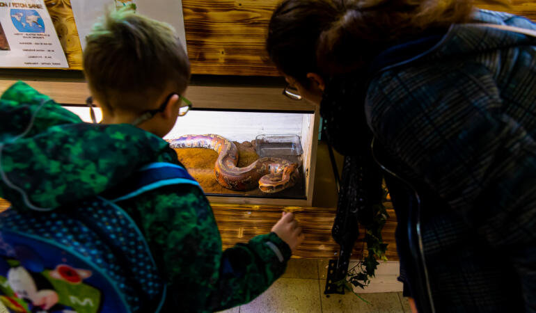 Expoziție de tarantule, șerpi și alte specii de reptile. Intrarea este gratuită