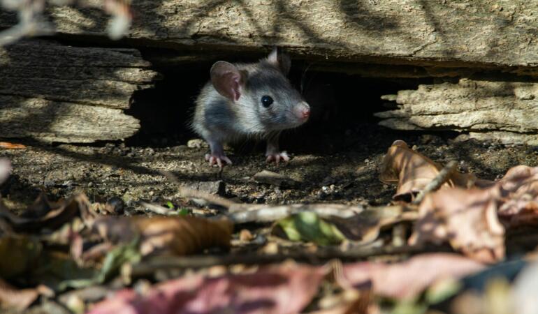 Faceți cunoștință cu Welsh Tidy Mouse, șoricelul „obsedat” de curățenie