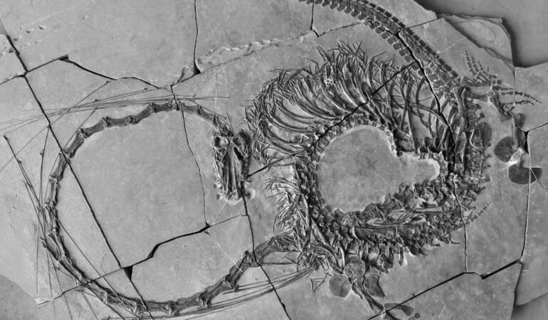A fost descoperit scheletul unui dragon. Are 240 de milioane de ani