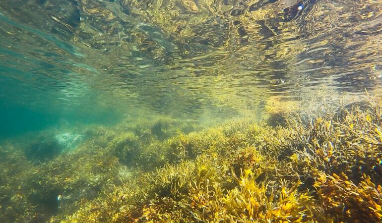 PRIN LUMEA MODEI. Hainele din alge – o realitate