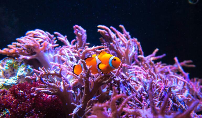 Povestea peștișorului Nemo în viața reală. Cum ar fi stat lucrurile din punct de vedere științific